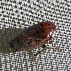 Goniagnathus brevis
